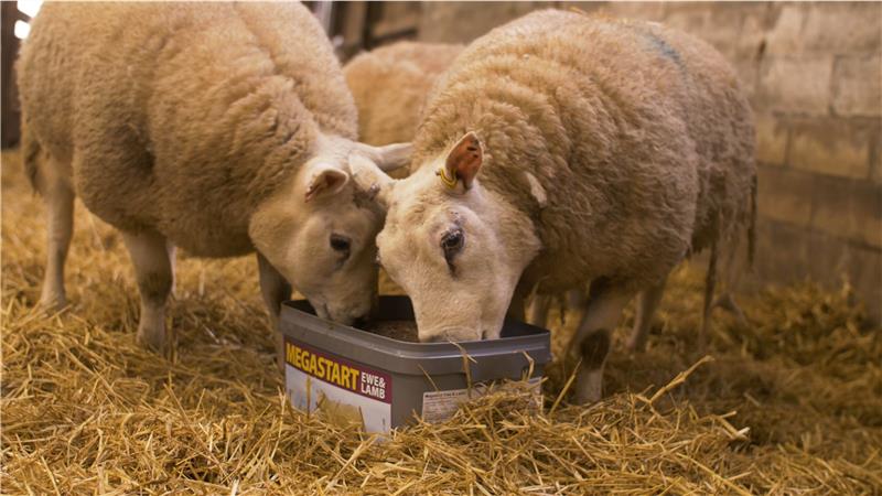 Ewes feeding on Megastart lambing supplement