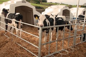 calves in pens