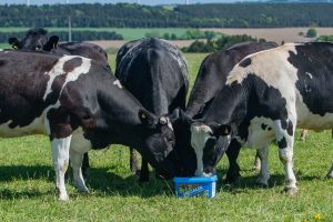 cattle feeding on bucket