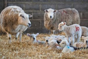 Ewes and Lambs indoors