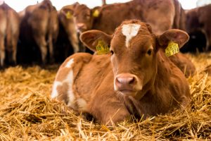 Calf Lying in Straw