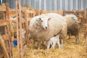 Lamb feeding on ewe indoors