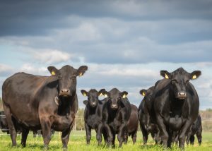 cattle in field